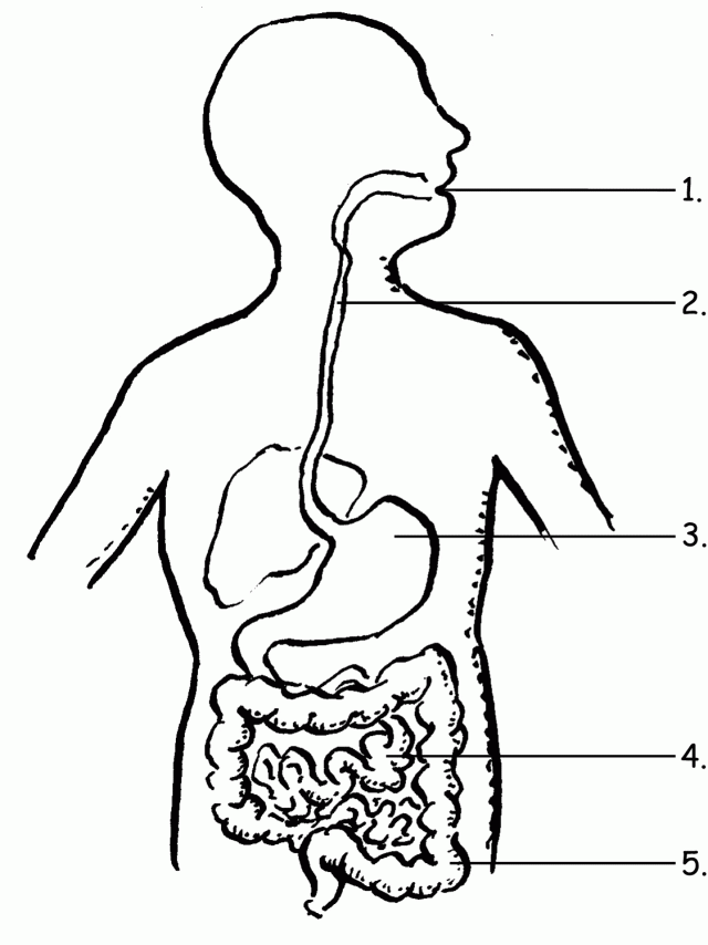 Plansa de colorat cu Biologie 57 48